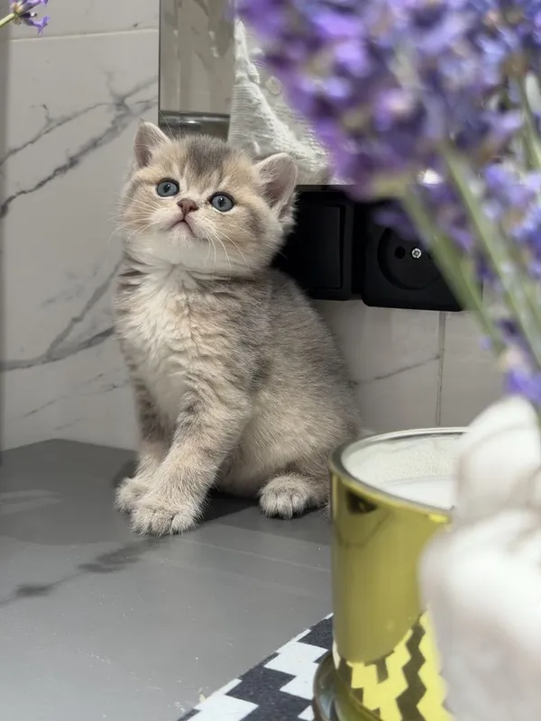 Породистые милые котята — фото 5
