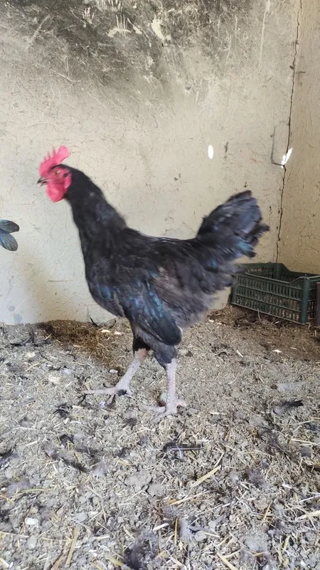 Xurozlar sotiladi Qora shaxzoda tuximidan chiqqan — фото 4