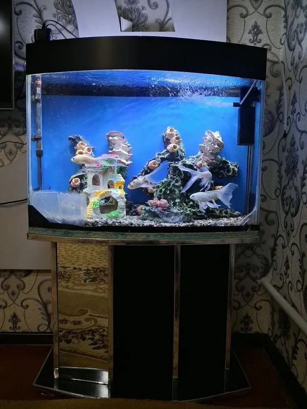 Akvarium 100l barcha jihoz va baliqlari bilan 2