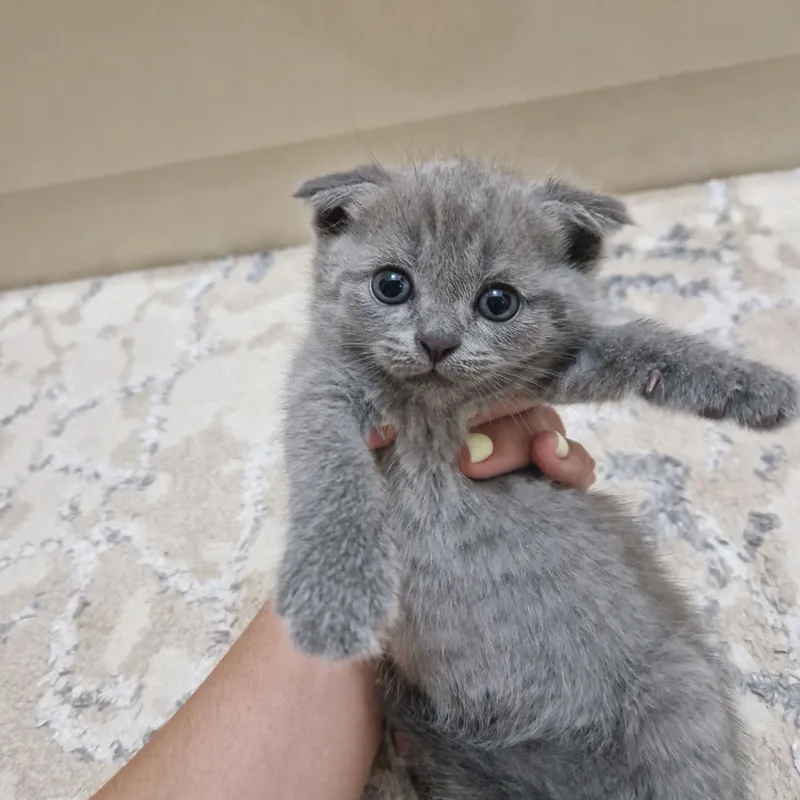 Toza  Shotland Scottish Fold mushukcha sotiladi 2