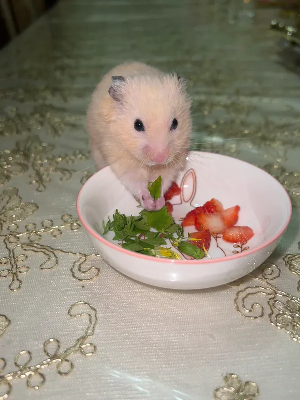 Хомяк