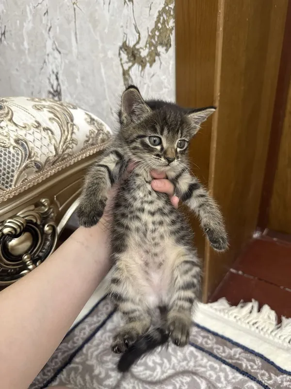 Mushuk bolalari tigr