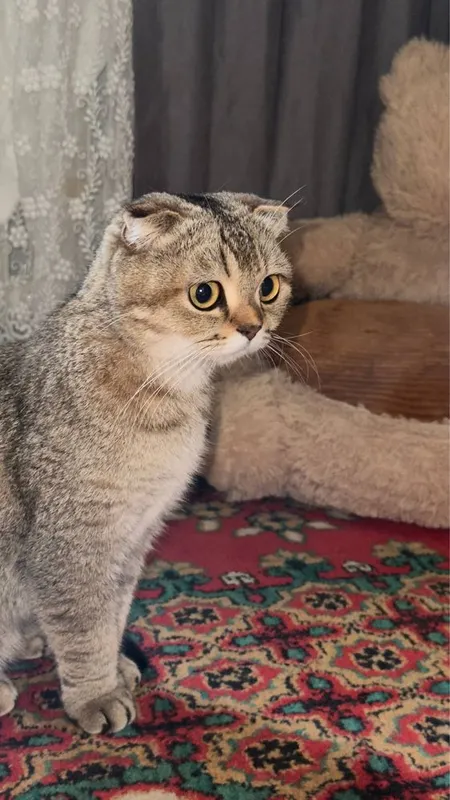 Продаеться Шотландская вислоухая кошка — фото 1