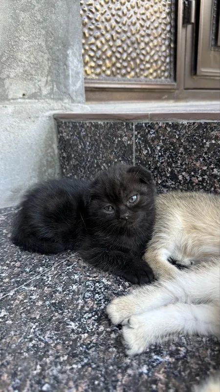 Породистые котята золотая шиншила 4 Породистые котята золотая шиншила 4