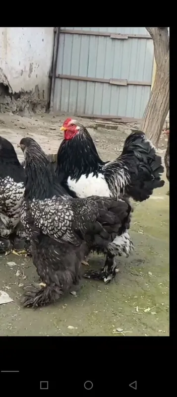 Brama tochkali tuxum va jõjasi sotiladi — фото 2