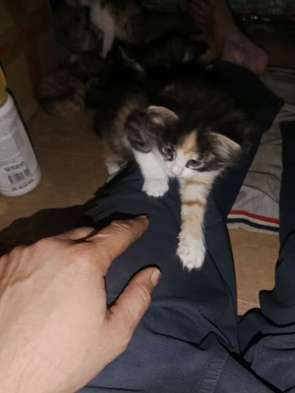 отдам милых котят в хорошие и добрые руки милых...