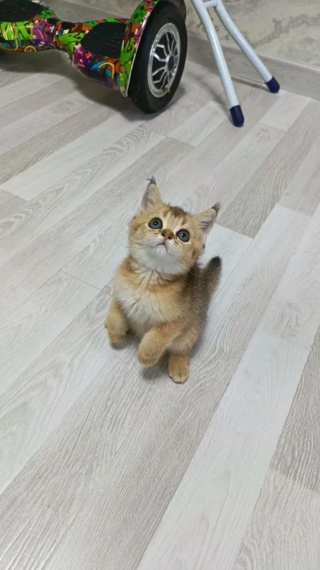 шикарные малыши с дорогим окрасом готовы — фото 1