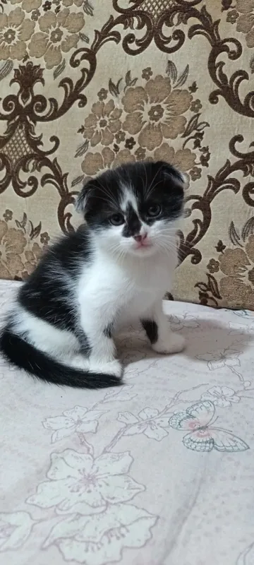 Продаются котята вислоухие — фото 4