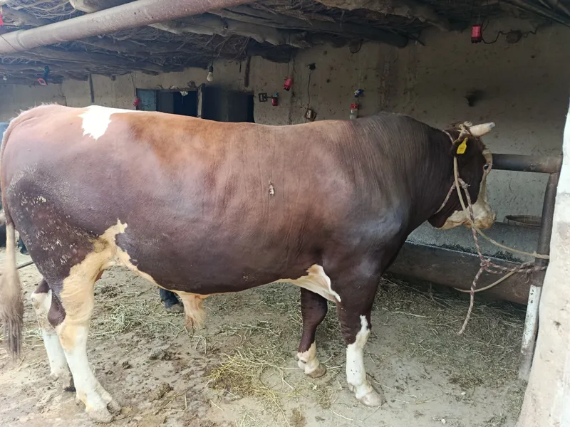 Golland buqa nasldor