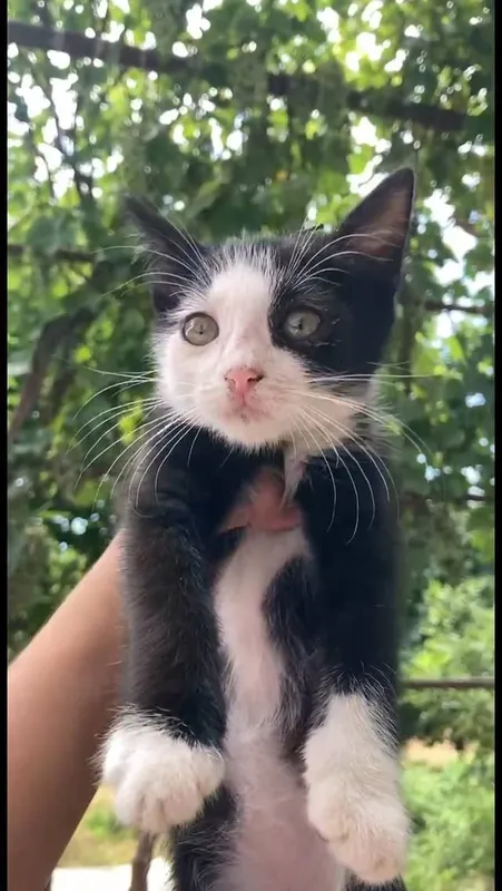кошка 2