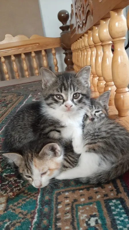 Отдаются котята даром — фото 4