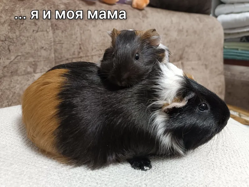 Продается морская свинка 6 Продается морская свинка 6