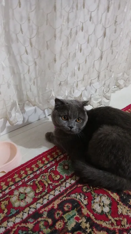 Мушук скотиш фолд — фото 2