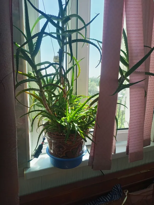 Продам кусты алоэ. 1 Продам кусты алоэ. 1