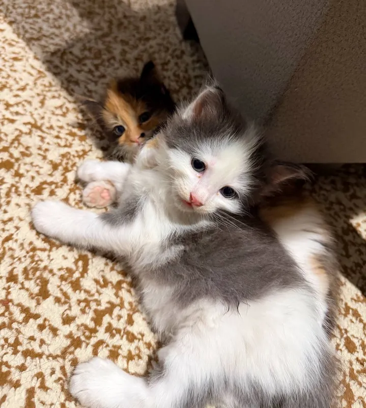 Котята 3 Котята 3