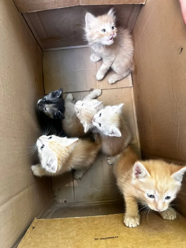 Котята в добрые руки 8 Котята в добрые руки 8