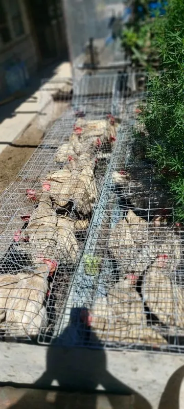 Продаётся кури в месте клеткой 1 Продаётся кури в месте клеткой 1