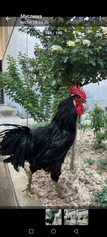 Qora shaxzoda joja tuxumlaga zakaz olinadi 1 Qora shaxzoda joja tuxumlaga zakaz olinadi 1
