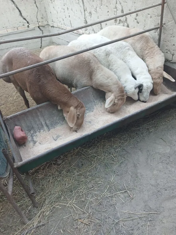 Zotga urugʻlikka quchqorla sotiladi 5