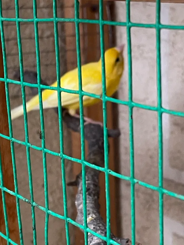 Канарека Канарека