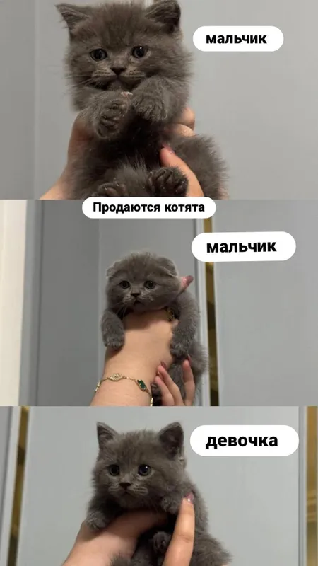 Продаются котята