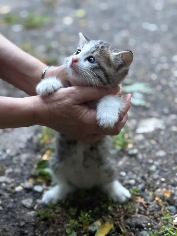 Ищем дом для котят