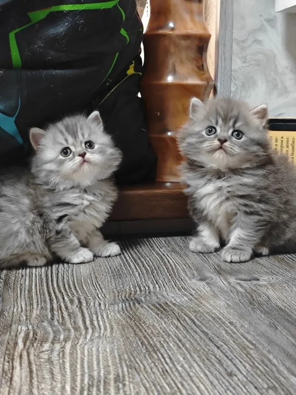 Британцы котята продаются — фото 4