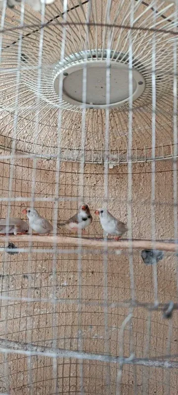 Амадинкалар ёшлари сотилади