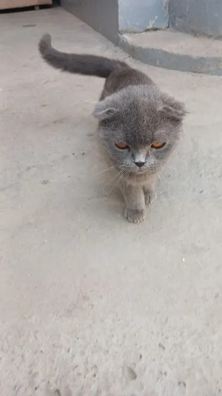 mushuk scotish fold toza zodli qiz bola — фото 2