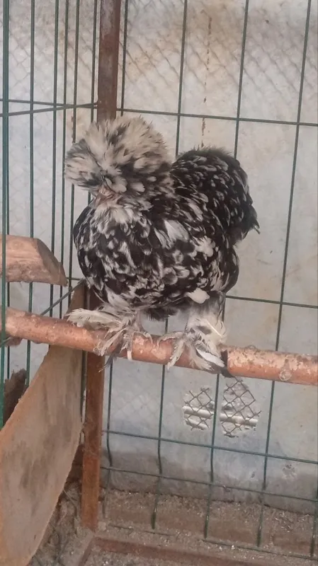 Yaponcha tovuq tuxumlariga zakas olamiz 5 mingdan — фото 1