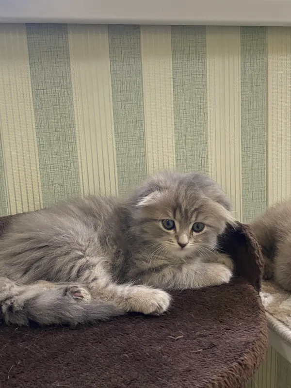 Котята — фото 3