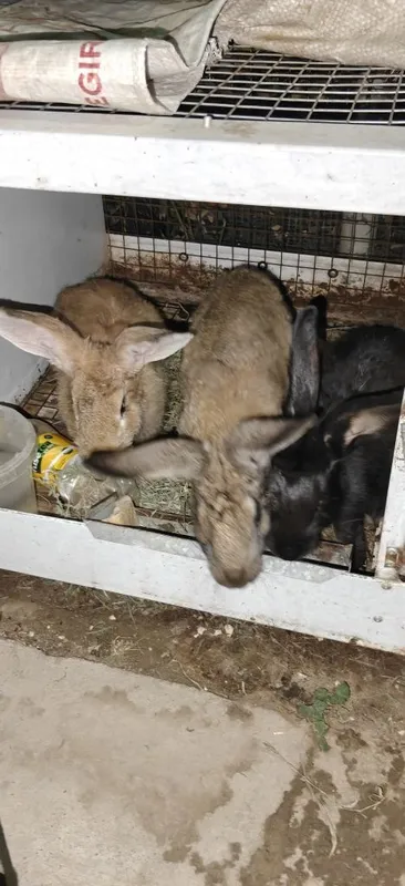plandr quyonlar narxiga javob olsangiz kelishtirib beraman qafasi bor 2 plandr quyonlar narxiga javob olsangiz kelishtirib beraman qafasi bor 2