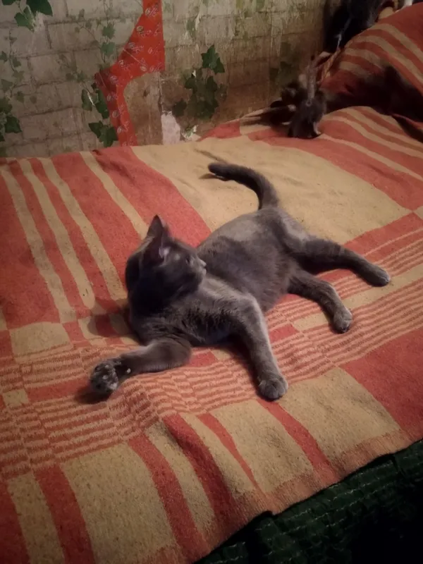 шотландские котята от охотничьей кошки — фото 2