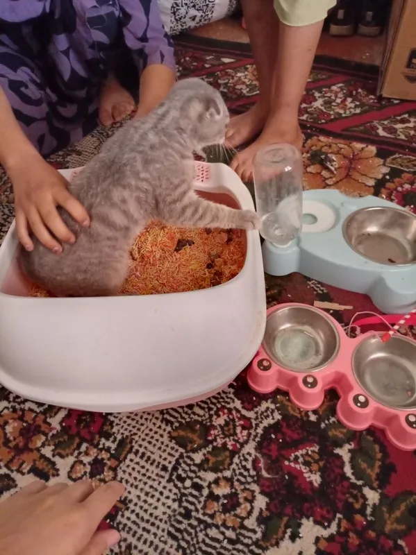 zotdor mushukkk sotiladi kimga kerak bólsa aloqadamz