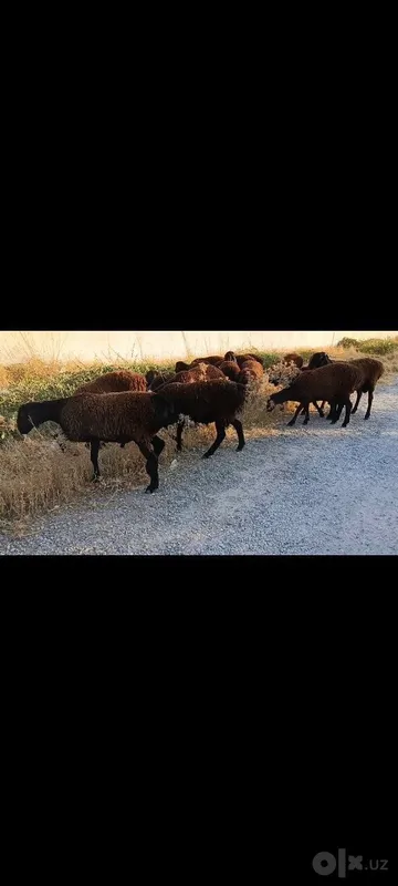 Toza qoli hsori simjun kashtan varyantidan 4 Toza qoli hsori simjun kashtan varyantidan 4