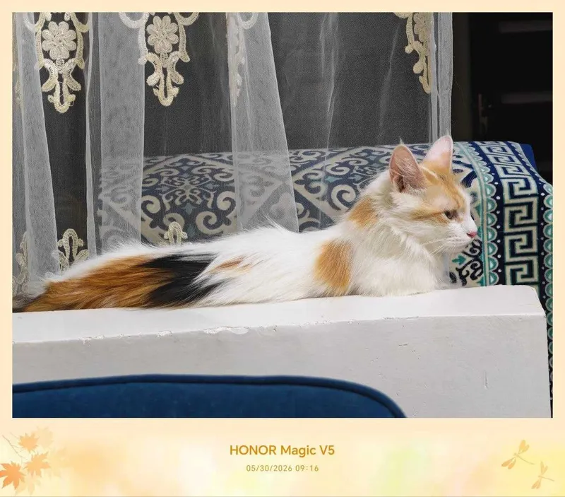 Кошка, стерилизованная, очень милая подруга — фото 1