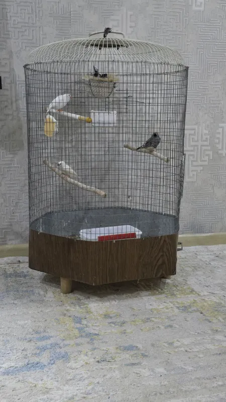 Амадинкала сотилади 3та пар ини бн 700000 — фото 1