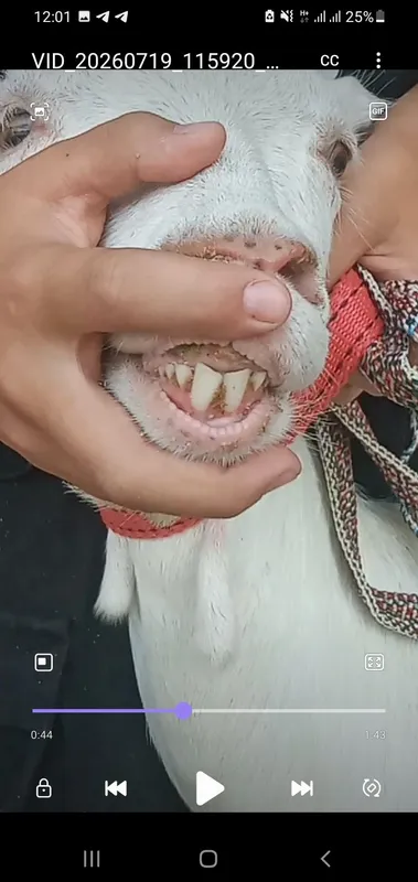 Эчки ламанча парода суттор линя. 5 Эчки ламанча парода суттор линя. 5