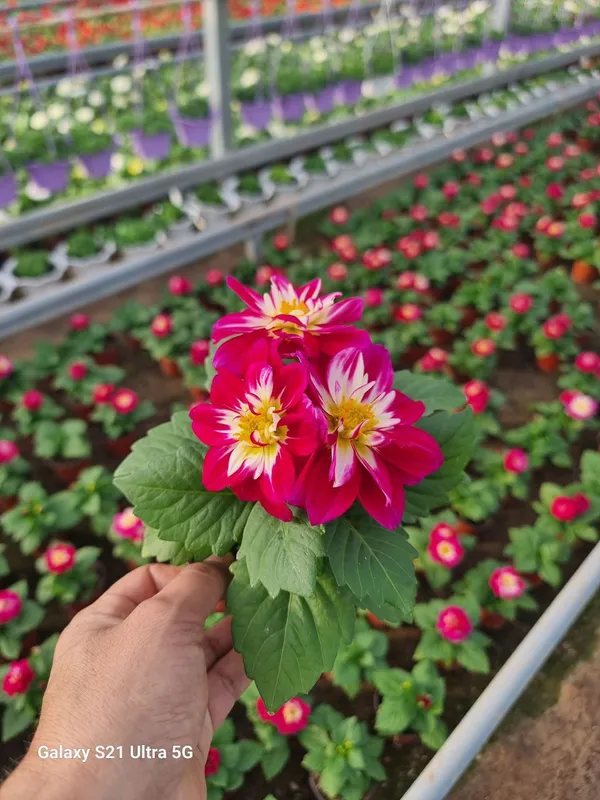Dahlia