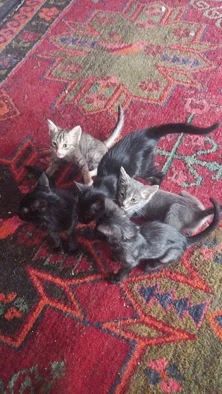 котята даром в добрые руки 3 котята даром в добрые руки 3