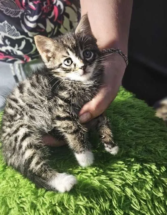 Котята ищут семьи! — фото 1