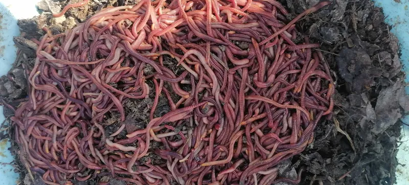 Chuvalchang Aksiya