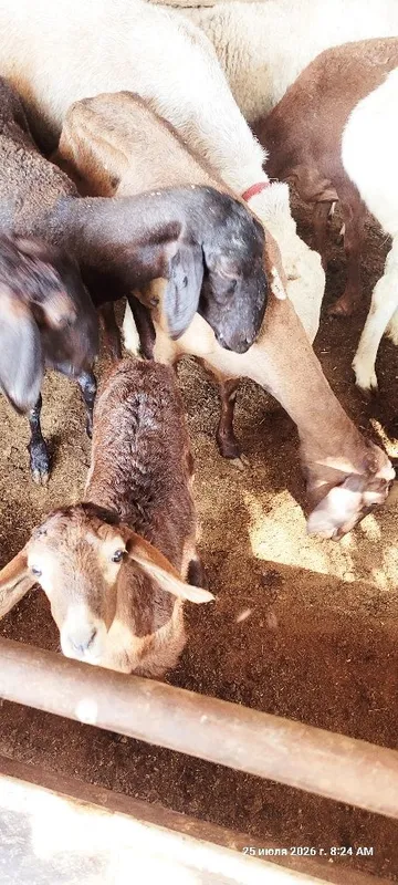 Ona bolla sotiladi 1