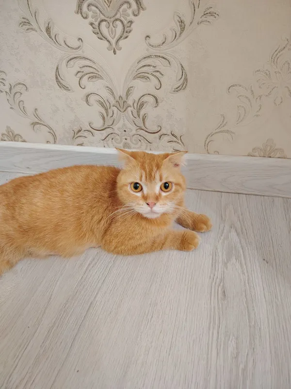 Котята скот иш фолд
