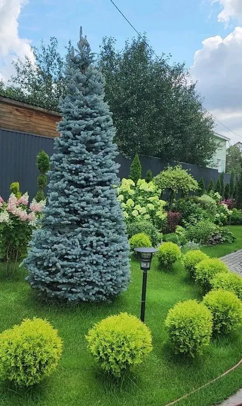 Archa kesish | Bogbonlik xizmati 2 Archa kesish | Bogbonlik xizmati 2