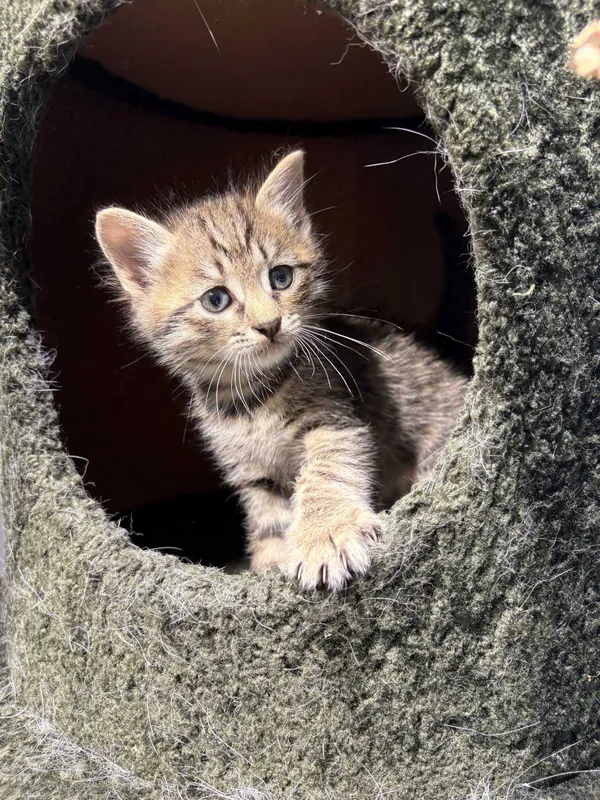 Очаровательные котята в добрые руки! Доставим сами — фото 3