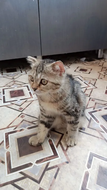 котик продаётся шатланский 2