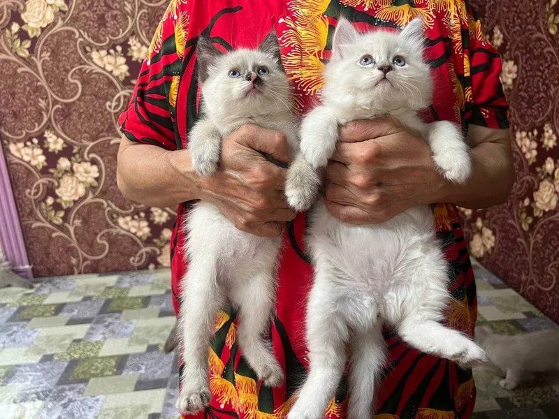 Продам котят породистых — фото 2