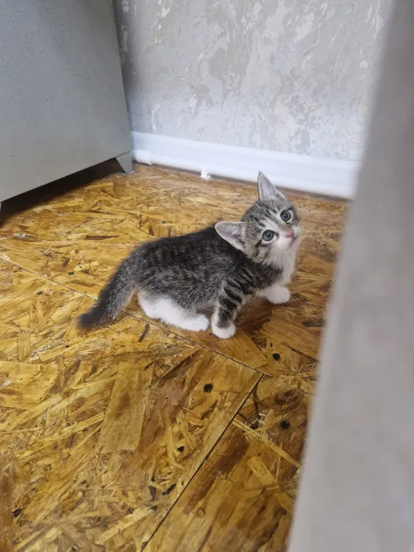 Бесплатно отдам котят домащних в хорошие руки 3