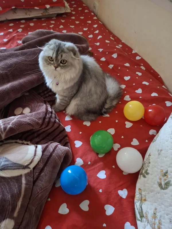 1 yoshi, Zoti:Highland Scottish Fold, Jinsi:ayol, emlash olinggan 2 1 yoshi, Zoti:Highland Scottish Fold, Jinsi:ayol, emlash olinggan 2
